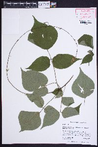Hylodesmum glutinosum image