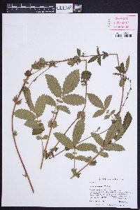 Agrimonia pubescens image