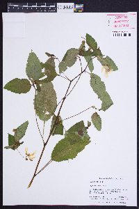 Impatiens pallida image