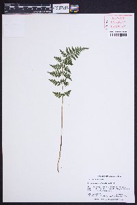 Cystopteris protrusa image