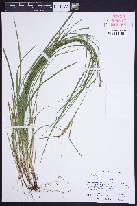 Carex aestivalis image