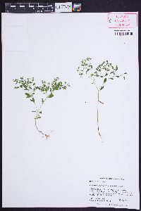 Paronychia canadensis image