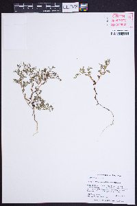 Paronychia montana image