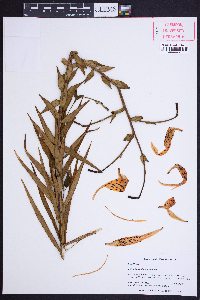 Lilium lancifolium image