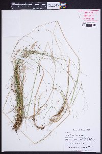 Avenella flexuosa image