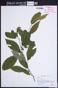 Betula alleghaniensis image