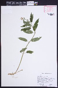 Stachys latidens image