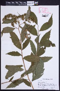 Spiraea japonica image