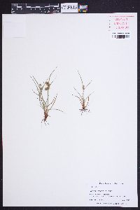 Cyperus granitophilus image