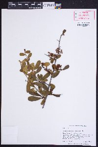 Pyracantha fortuneana image