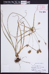Cyperus retrofractus image