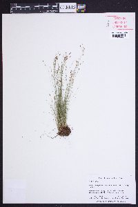 Bulbostylis capillaris subsp. capillaris image