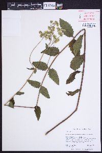 Eupatorium pubescens image