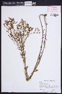 Hypericum virgatum image