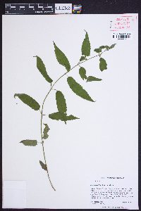 Stachys latidens image