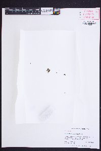 Vittaria appalachiana image