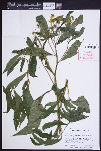 Verbesina alternifolia image