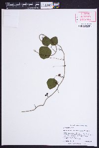 Nephroia carolina image