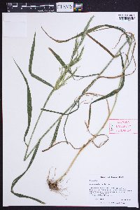 Cinna arundinacea image