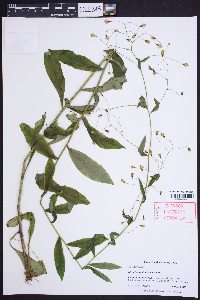 Hieracium paniculatum image