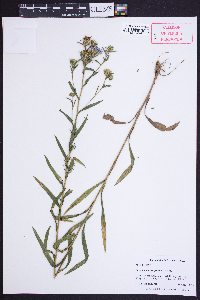 Eurybia surculosa image