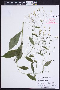 Hieracium paniculatum image