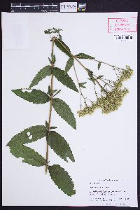 Eupatorium fernaldii image