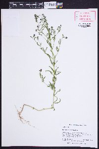 Trichostema setaceum image