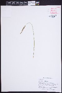 Spiranthes tuberosa image