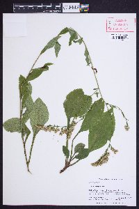 Solidago vaseyi image