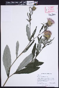 Cirsium altissimum image