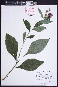 Vernonia glauca image
