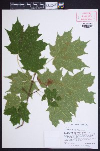 Acer saccharum var. saccharum image