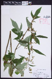 Nabalus altissimus image