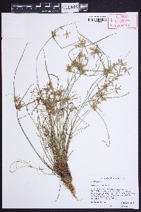 Cyperus flavescens image