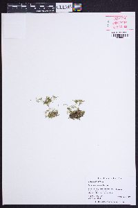 Sagina procumbens image