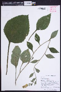 Solidago faucibus image