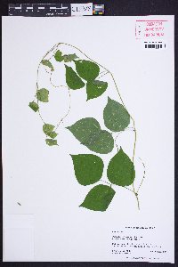 Phaseolus polystachios image