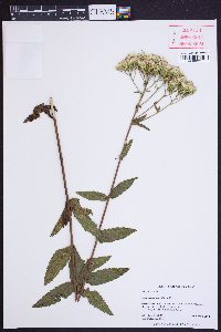 Eupatorium fernaldii image