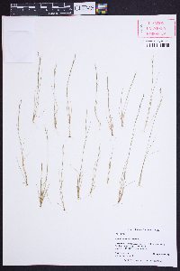 Aristida dichotoma image