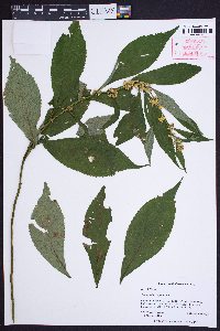 Solidago flaccidifolia image