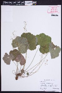 Heuchera parviflora image