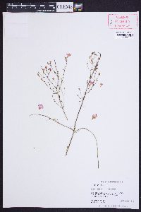 Agalinis decemloba image