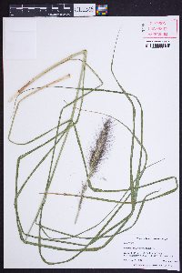 Cenchrus purpurascens image