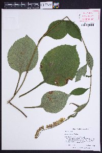 Solidago faucibus image
