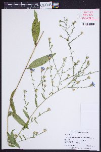 Symphyotrichum laeve var. concinnum image