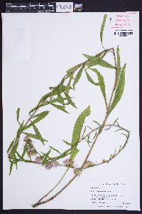 Liatris squarrulosa image