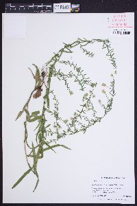 Symphyotrichum racemosum image