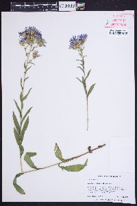 Eurybia surculosa image