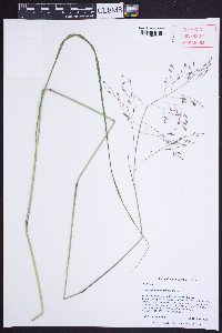 Tridens chapmanii image